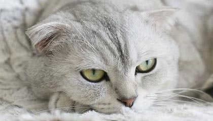 乐鱼体育-西班牙网球小将爆冷晋级四强，年终赛制造黑马奇迹，西班牙男子网球名将的名字