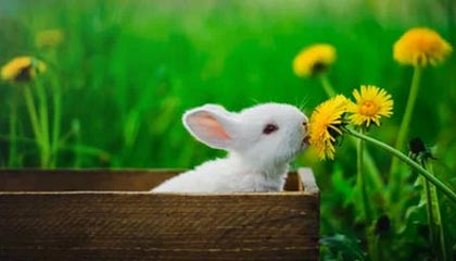 乐鱼体育平台官网-本土球员受伤下场，全场球迷泪目，球员受伤费用谁出